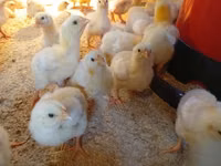 Chickens — الصورة 2