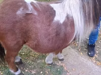 घोड़ी, Miniature horse — फ़ोटो 4