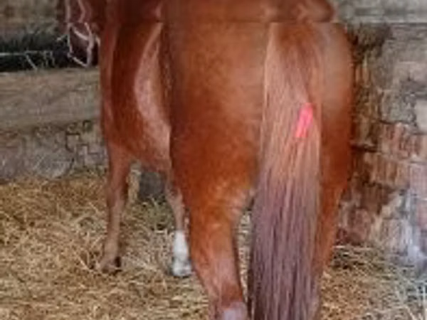 Caballo, Caballos