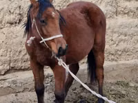 母马, Kyrgyz Horse — 照片 3