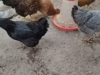 Chickens — 照片 4