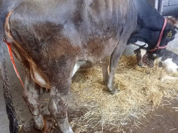 Kuh, Russian Black pied cattle