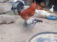 Chickens — फ़ोटो 2