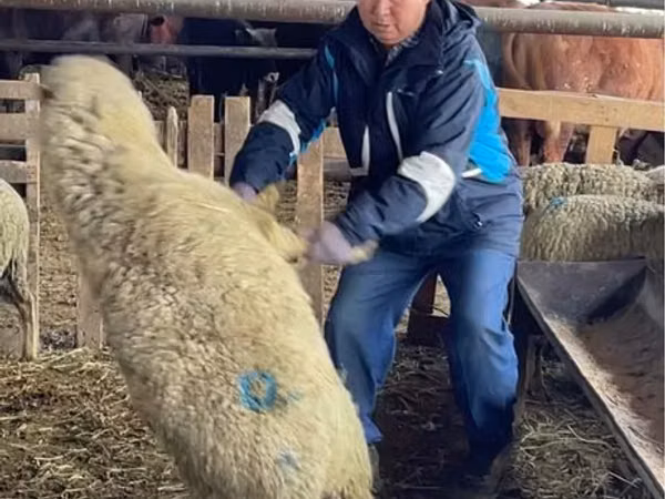 Sheep, Krasnoyarsk sheep