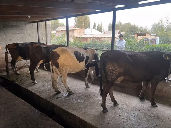 Kuh, Russian Black pied cattle