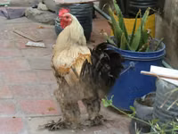 براهما — الصورة 1