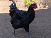 Gigante de Jersey — foto 4