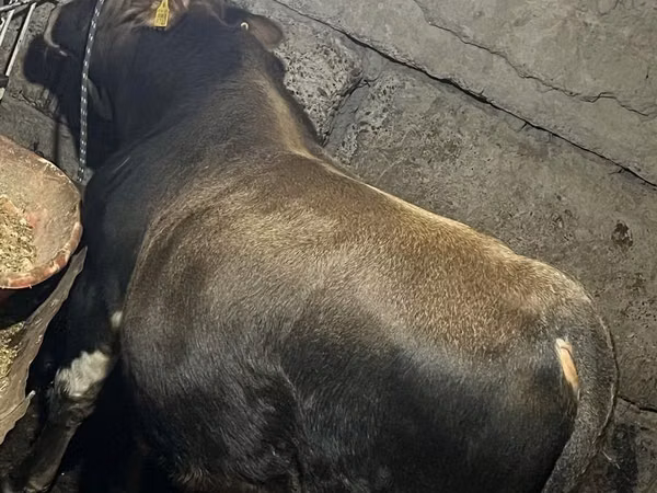 Bull, Cattle