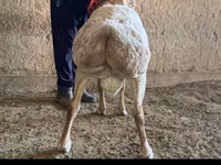मेढ़ा, Arashan sheep — फ़ोटो 2