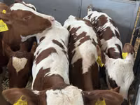 牛只（批次，未指定性别）, Simmental cattle — 照片 1