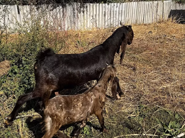 Goat, Kamori goats