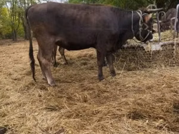 Cow, Brown Carpathian breed