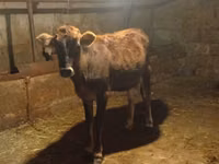 Cow, Azerbaijani zebu — photo 6