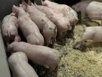 Pigs (batch, sex not specified) — photo 6