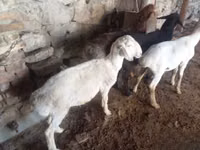 Ram, Rhon sheep — photo 2