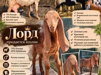 Mbuzi dume, Kamori goats — picha 1