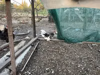 Chickens — फ़ोटो 1