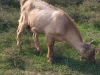 Cabro, LaMancha goats — foto 1