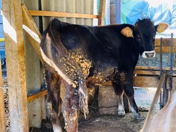 Ng'ombe dume, Aberdeen – Angus