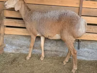 母羊, Arashan sheep — 照片 3