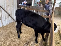 Vaca, Vaca Limousin — foto 2
