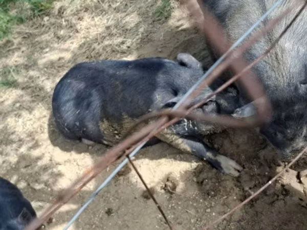 Boar, 