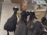 Ram, Sheep — photo 3