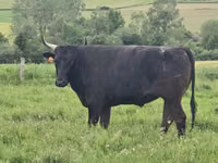 Ng'ombe jike, Wagyu — picha 5