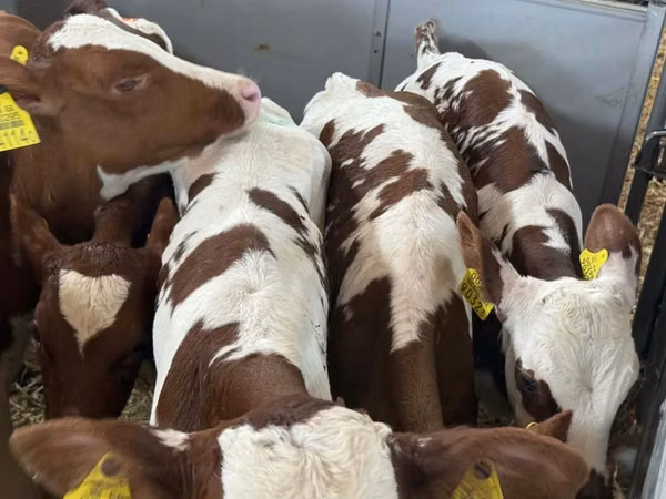 أبقار (دفعة، الجنس غير محدد), Simmental cattle