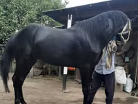 Farasi dume, Budyonny horse — picha 5