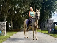 Horse (M), Quarter Horse — photo 5