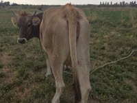 Cow, Brown Mountain — photo 2