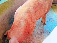 Cerdos (lote, sexo no especificado) — foto 4