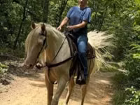 Caballo, Kentucky mountain daddle horse — foto 4