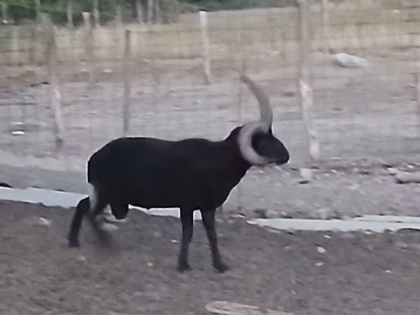 मेढ़ा, Shetland sheep