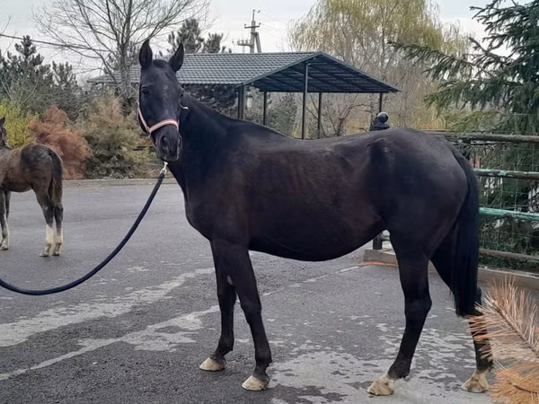 Farasi jike, Akhal-Teke