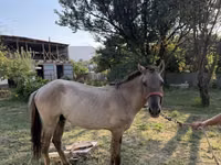 Horse (M), Tiger horse — photo 5