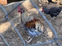Marans — Foto 5