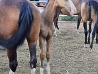 Farasi dume, Akhal-Teke — picha 4