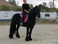 घोड़ा, Fell pony — फ़ोटो 5