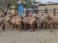 Kondoo jike, Arashan sheep — picha 5