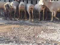 भेड़, Arashan sheep — फ़ोटो 6