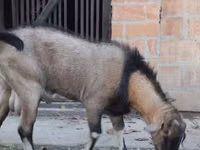 Mbuzi dume, Nubian Goat — picha 3