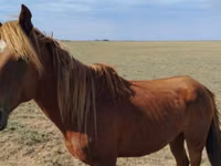 Horse (M), Kazakh horse — photo 1