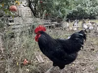 Chickens — الصورة 1