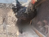 Brahma — photo 2