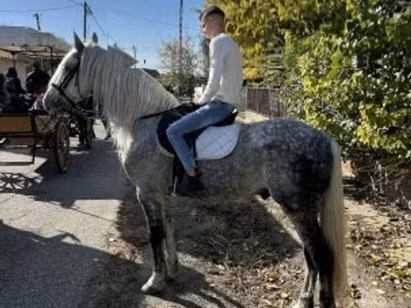 Caballo, Andalusian horse