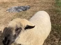 Dume la kondoo, Hampshire sheep — picha 1