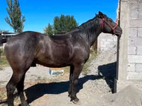 Farasi dume, Karabair horse — picha 2