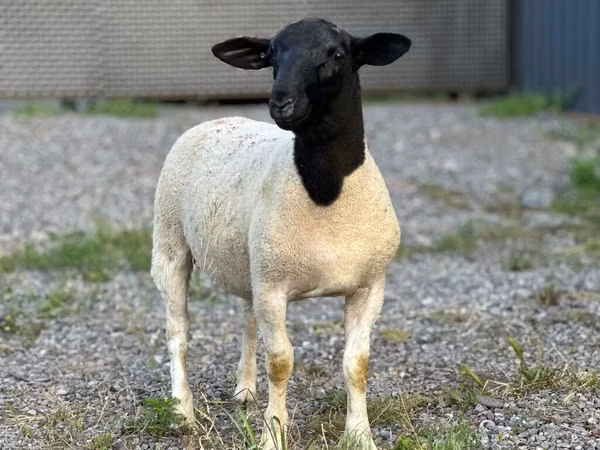 公羊, Hissar sheep